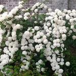 Viburnum plicatum - 