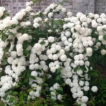 Viburnum plicatum