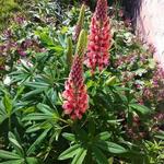 Lupinus - Lupin