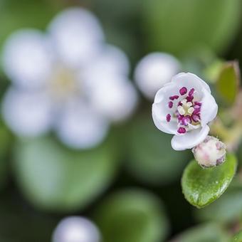 Cotoneaster