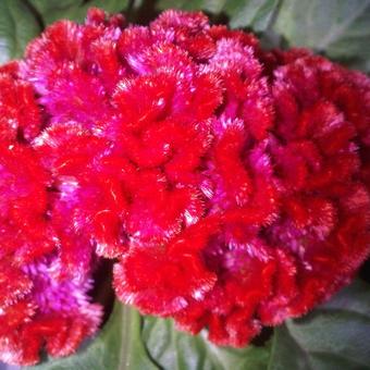 Celosia cristata