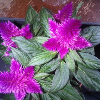 Celosia argentea