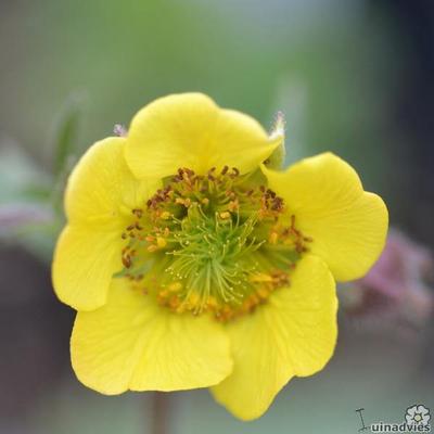 Geum 'Lemon Drops'