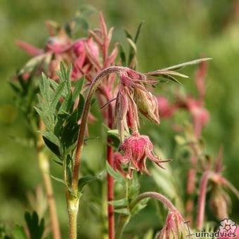 Geum trifolium