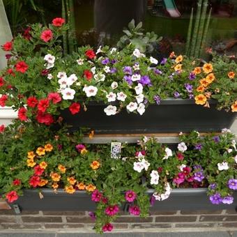 Calibrachoa Million Bells Series