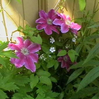 Clematis 'Dr. Ruppel'