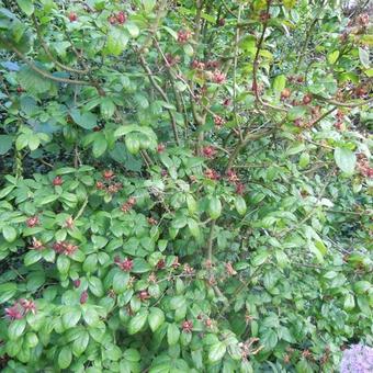 Calycanthus floridus