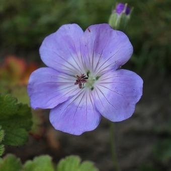 Geranium 'Azure Rush'