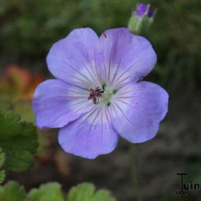 Geranium 'Azure Rush' - Geranium 'Azure Rush'