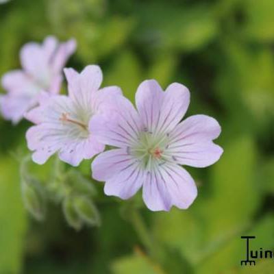 Geranium 'Chantilly' - Geranium 'Chantilly'