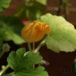 Cucurbita pepo - 