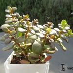 Crassula ovata 'Minor' - Crassula ovata 'Minor'