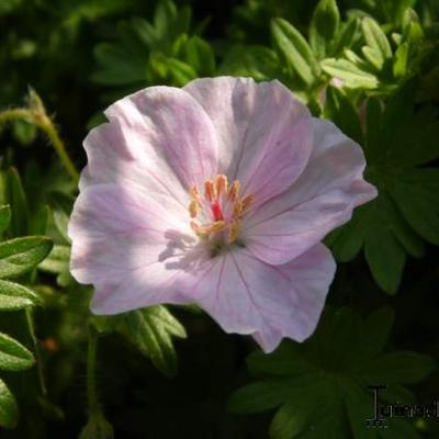 Geranium sanguineum var. striatum - Geranium sanguineum var. striatum - Geranium sanguineum var. striatum