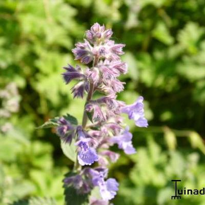 Nepeta faassenii 'Walkers Low' - Nepeta faassenii 'Walkers Low'