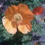 Papaver nudicaule - Pavot d'Islande