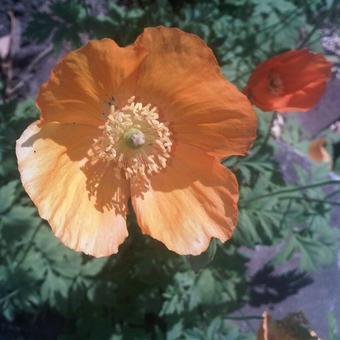 Papaver nudicaule