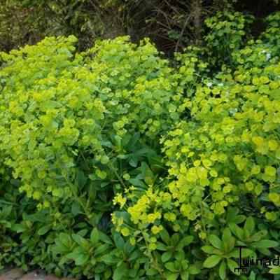 Euphorbia characias ssp wulfenii