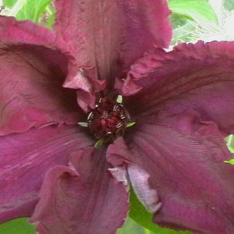 Clematis 'Honora'