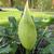 Arum italicum