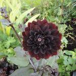 Dahlia 'Karma Choc' - 