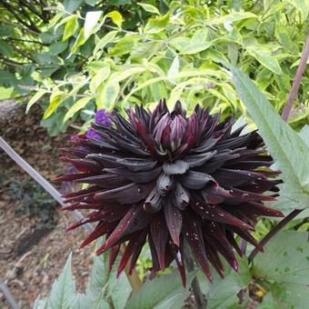 Dahlia 'Black Jack'