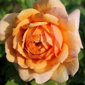 Rosa 'Grace'