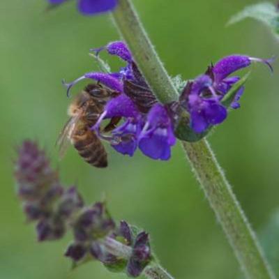 Salvia nemorosa - Sauge des forêts - Salvia nemorosa