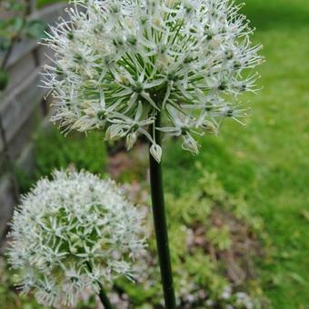 Allium stipitatum 'Mount Everest'