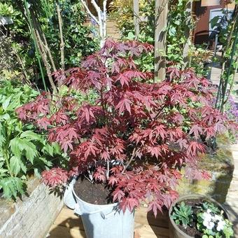 Acer palmatum 'Atropurpureum'