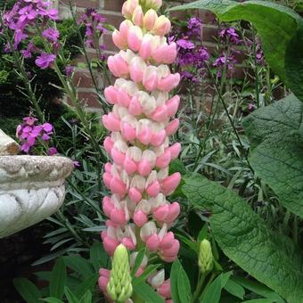 Lupinus