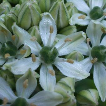 Allium nigrum