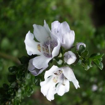 Prostanthera cuneata