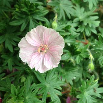 Geranium sanguineum var. striatum