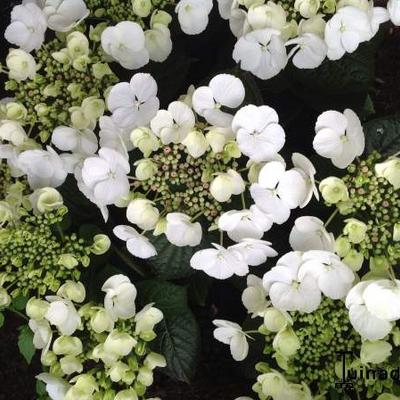 Hydrangea macrophylla 'Teller White'