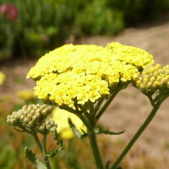 Achillea 'Taygetea'