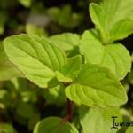 Mentha x gracilis - 