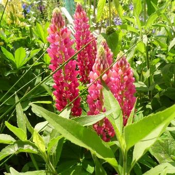 Lupinus russell  'My Castle'