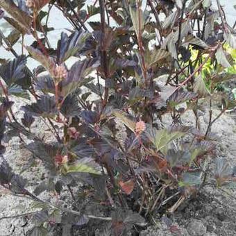 Physocarpus opulifolius 'Red Baron'