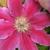 Clematis 'Dr. Ruppel'