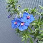 Anagallis - 