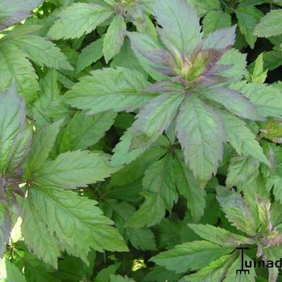 Eupatorium cannabinum 'Plenum'