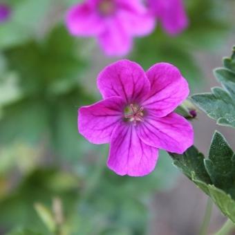 Geranium x riversleaianum 'Russell Prichard'