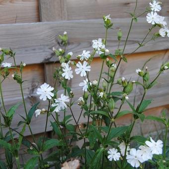 Silene latifolia subsp. alba