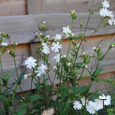 Silene latifolia subsp. alba - 