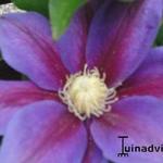 Clematis 'Barbara Jackman' - 