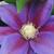 Clematis 'Barbara Jackman'