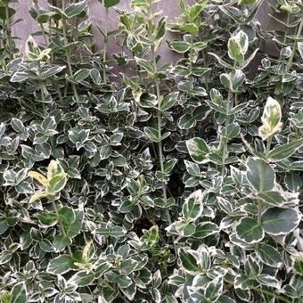 Euonymus fortunei 'Emerald Gaiety'