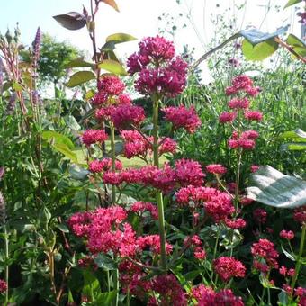 Centranthus ruber