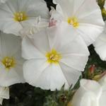 Convolvulus cneorum - Convolvulus cneorum