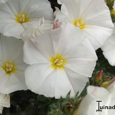 Convolvulus cneorum - LISERON ARGENTÉ